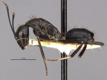 Media type: image;   Entomology 22948 Aspect: habitus lateral view